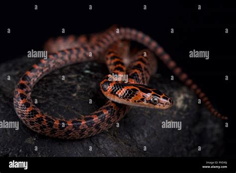 The Banded Red Snake Lycodon Rufozonatum Is Found Across A Large