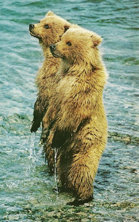 Brown Bear Cubs In Alaska National Geographic September