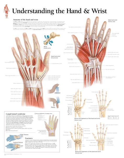 Understanding The Hand And Wrist 1005 Anatomical Parts And Charts