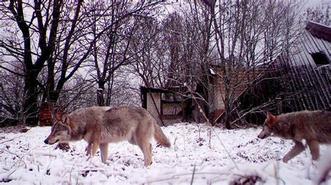 Chernobyls Mutant Wolves Appear To Have Developed Resistance To Cancer