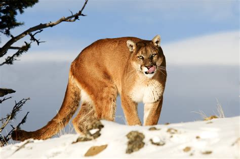 Pumas Vs Lions 17 Best Images About Cougar Mountain Lion Puma On