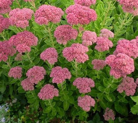 Flowers For Fall Late Blooming Perennials And Shrubs