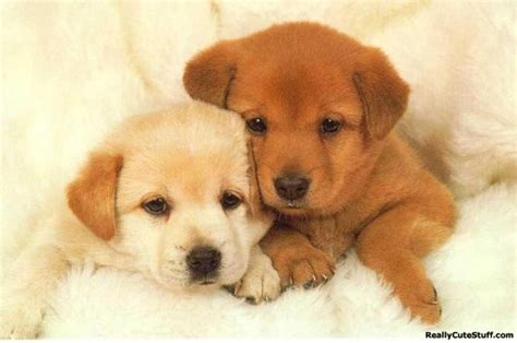 Two Puppies Cuddling On A Blanket Dogs Pinterest