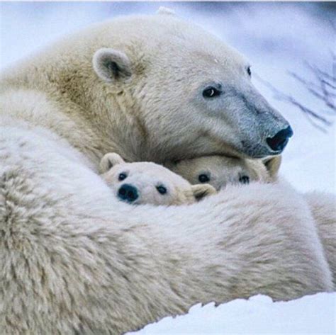 Login Or Sign Up Baby Polar Bears Polar Bear Animals