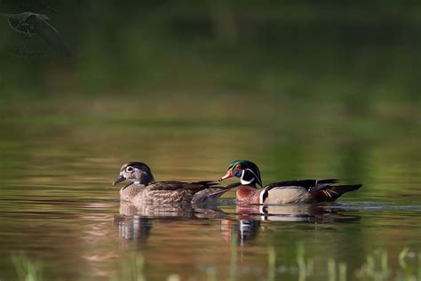 Floridas Waterfowl Fwc