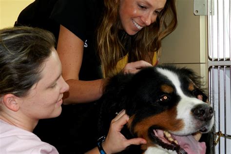 Since holistic pet care refers to evaluating the whole pet, it pays close attention to diet and food, nutritional supplements, preventive care, exercise, and grooming as well as the whole range of options available for any needed treatment. Acupuncture for Pets - Nashville Holistic Veterinary Care