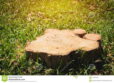Old Tree Stump On Green Grass Field Garden The Stump Is Surrounded By