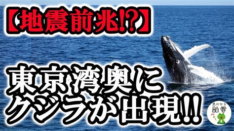 See more of 大地震・前兆・予言.com on facebook. 【地震予兆】東京湾で目撃されたクジラ!! 大地震の前兆か ...