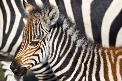 Plains zebras live in the treeless grasslands and woodlands of eastern and southern africa. Where do they live? - Zebras