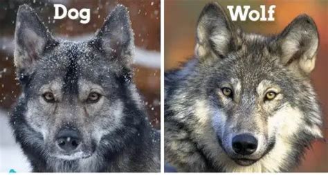 15 Difference Between Dog And Wolf With Table Animal Differences