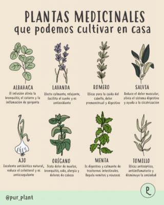 Qué plantas medicinales existen Cómo funcionan las plantas