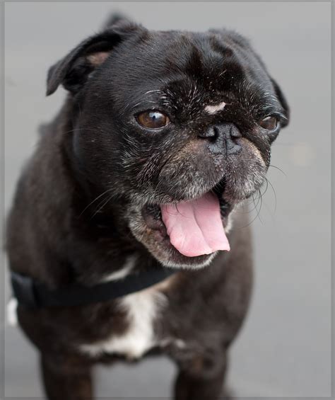 See more ideas about puppies, dogs, cute dogs. Shelter Dogs of Portland: "SIR PUGS A LOT" pug loves squeaky toys