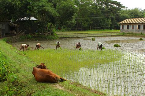 Weavers And Farmers Tours And Trips Bangladesh