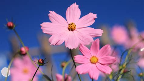 Wallpaper Pink 4k Hd Wallpaper Flower Summer Nature 12002