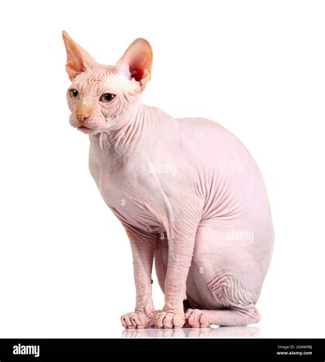 Cat Sphynx Isolated On White Stock Photo Alamy