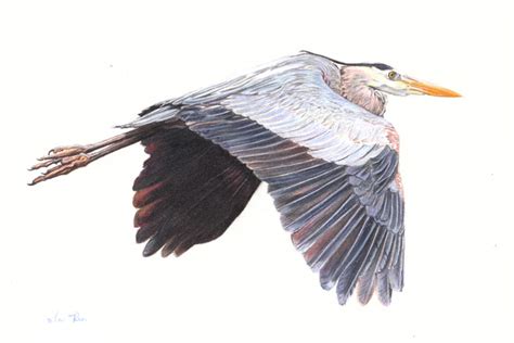 Blue Heron Drawing At Getdrawings Free Download