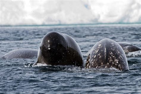 Are Narwhals Endangered Here Are Some Facts Arctic Kingdom