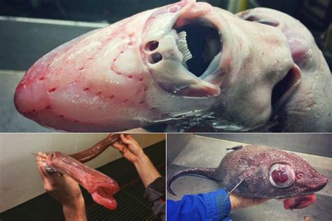 20 Amazingly Bizarre Sea Creatures This Russian Fisherman Caught