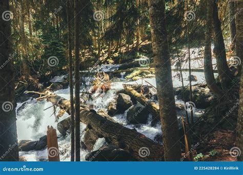 Mountain Stream In The Woods At Spring Stock Photo Image Of Green
