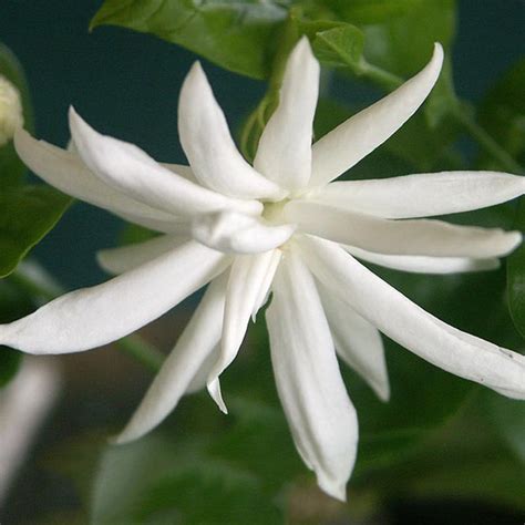 Jasminum Sambac ‘belle Of India The Natural World