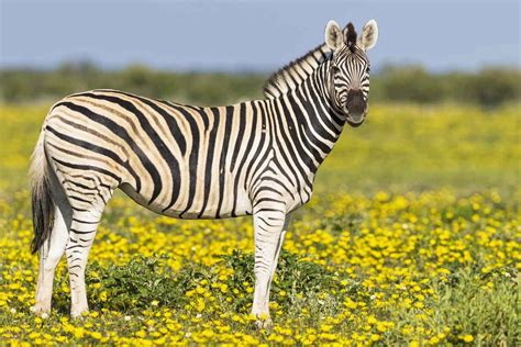 Zebra Facts Habitat Behavior Diet