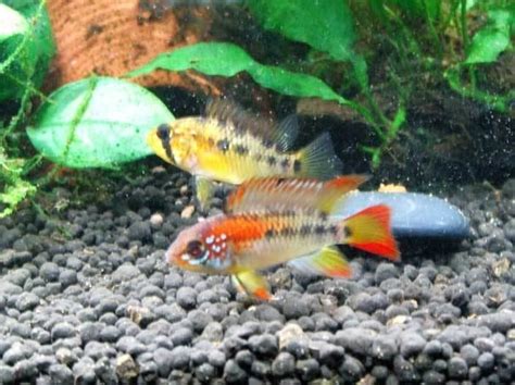 Apistogramma Macmasteri Alchetron The Free Social Encyclopedia