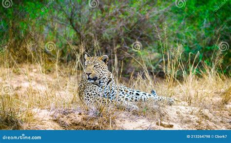 Leopard In Kruger National Park Mpumalanga South Africa Stock Photo