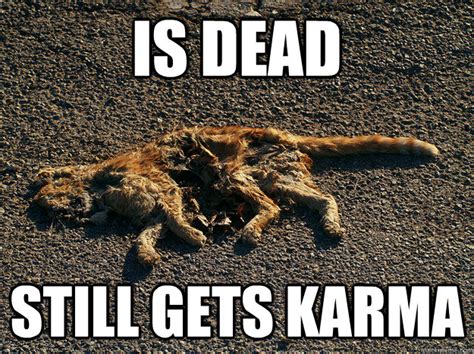 Dead Cat Images Funny Image Of Cat