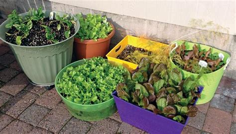 Vegetable Gardening A Beginners Guide Nc State