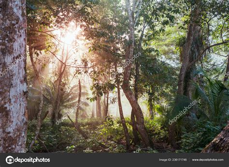 Beautiful Green Tropical Jungle — Stock Photo © Kamchatka 236171746