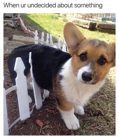 29 Hilarious Memes For The Corgi Lover In All Of Us Cuteness