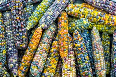 How To Grow And Use Glass Gem Corn The Most Beautiful Corn In The World