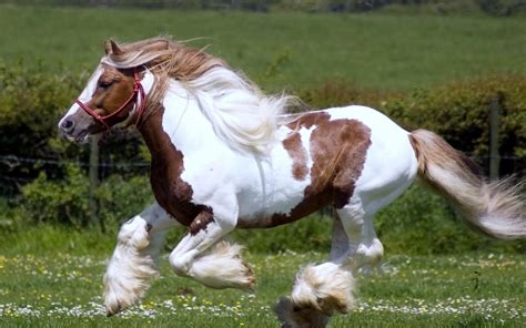 Beautiful White And Brown Horse Running On The Field