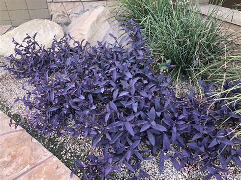 Purple Heart Plant Purple Heart Plant Plants Landscaping Plants