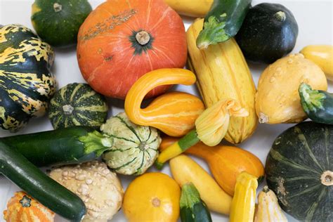 8 Great Types Of Squash For Beginners To Grow