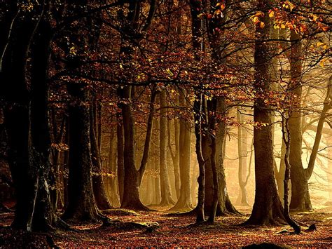 Enchanted Autumn Forest Forest Trees Enchanted Light Bonito