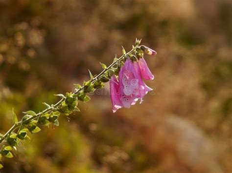 Pink Mountain Flower Stock Image Image Of Climate Pink 57994329