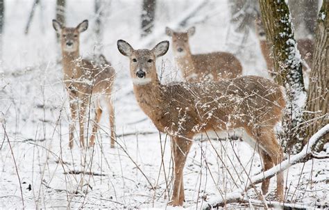 Wallpaper Winter Deer Wildlife Snowing Images For Desktop Section