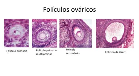 Folículos Ováricos Clínica Médica De Acupuntura