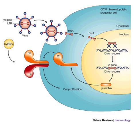 Lentiviral Vectors For Gene Transfection In Car T Cell Therapy Cancer