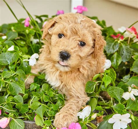 A Complete Guide To Miniature Golden Retrievers By The Happy Puppy Site