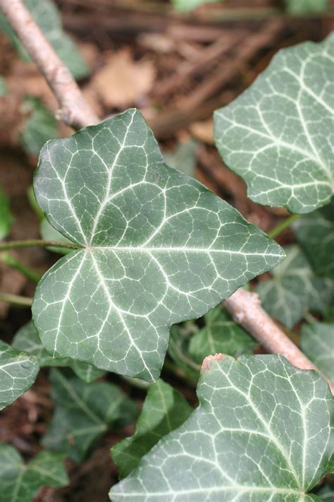 English Ivy Hedera Helix Plant And Pest Diagnostics