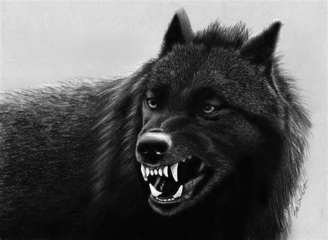 Pencil Drawing Black Wolf By Jasminasusak On Deviantart