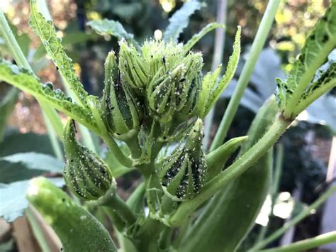 Are Aphids Black How To Identify And Stop Black Aphids Backyard