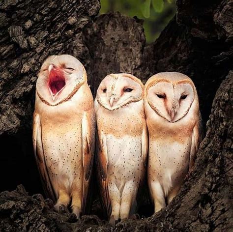 19 Adorable Pictures Of Yawning Animals 17 Barn Owl Owl Owl Bird