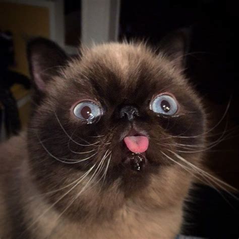 Cat With Tongue Out Meme Mollie Carl