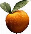 Orange photo PNG image transparent image download, size: 1600x1783px