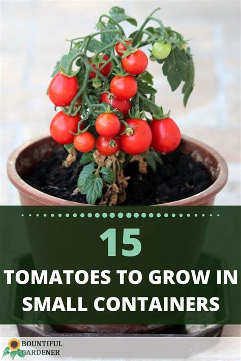15 Tiny Tomatoes To Grow In Small Containers In 2022 Tomato Small