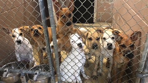 Petition · Make Illinois Government Fund Animal Shelters ·