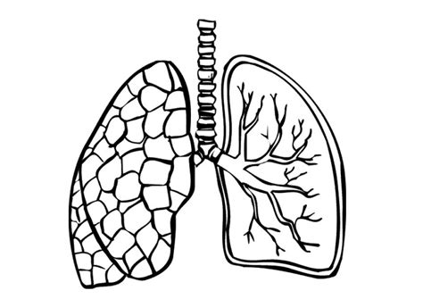 Free Small Lungs Cliparts Download Free Clip Art Free
